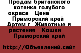 Продам британского котенка голубого окраса › Цена ­ 5 000 - Приморский край, Артем г. Животные и растения » Кошки   . Приморский край